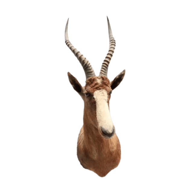 Blesbok Beau