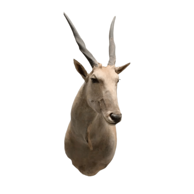 Eland Antilope Emma